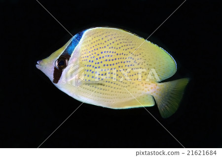 芝麻蝴蝶 21621684