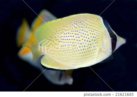 芝麻蝴蝶 21621685