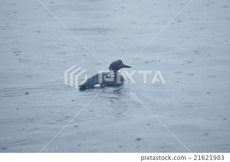 Ooham summer wing in the rain 21621983