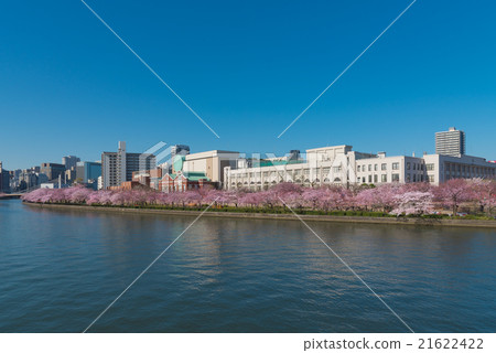 薄荷和櫻花 21622422