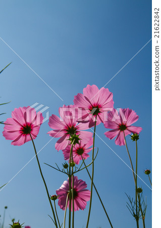 cosmos flower in garden cosmos flower in garden 21622842