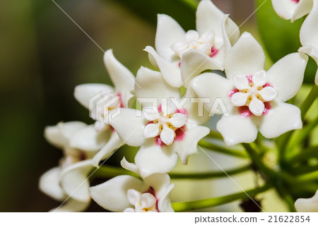 Hoya flowers Hoya flowers 21622854