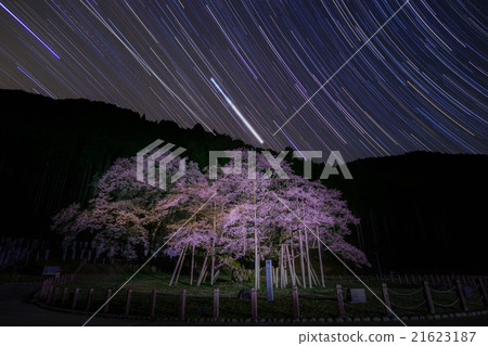 輕竹櫻花 21623187