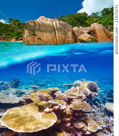 Coral reef at Seychelles Coral reef at Seychelles 21623241