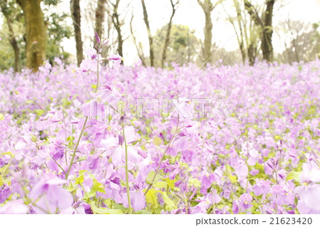 Flower Flower 21623420
