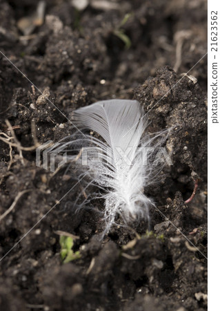 pen on the white background pen on the white background 21623562
