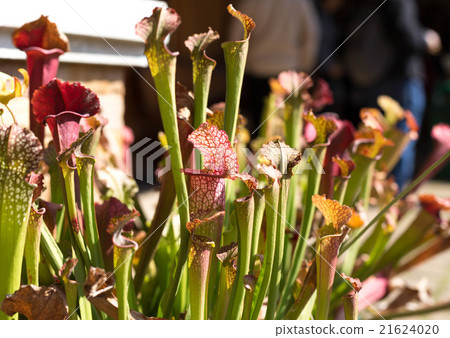 Nepenthes lined  flowers pattern 21624020