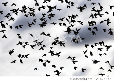 birds in the sky   21624452