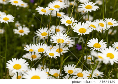 daisy   in a field  21624489