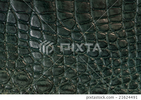 Alligator, leather in green colour 21624491