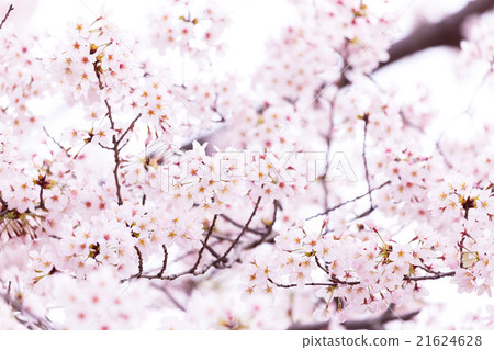 Sakura Sakura Sakura Ayai Yoshino Simei Yoshino Crying Snowy Copy Space Character Space 21624628