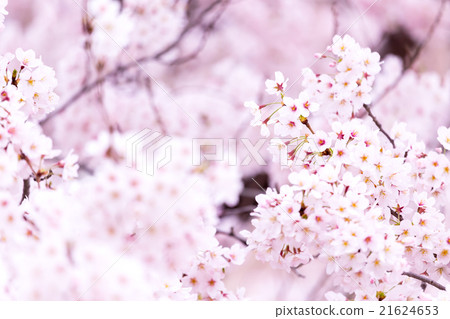 Sakura Sakura Sakura Ayai Yoshino Simei Yoshino哭泣的多雪的拷貝空間字符空間 Sakura Sakura Sakura Ayai Yoshino Simei Yoshino哭泣的多雪的拷貝空間字符空間 21624653