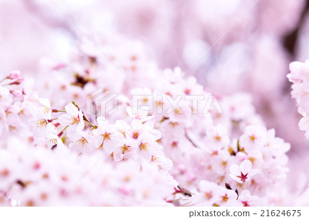 Sakura Sakura Sakura Ayai Yoshino Simei Yoshino哭泣的多雪的拷貝空間字符空間 21624675