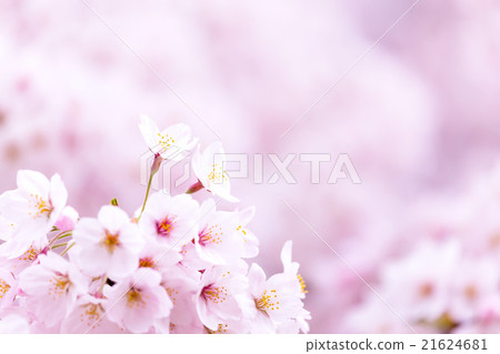 Sakura Sakura Sakura Ayai Yoshino Simei Yoshino哭泣的多雪的拷貝空間字符空間 21624681