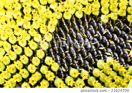 flower sunflower seeds flower sunflower seeds 21624709