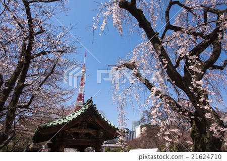Zojoji和東京鐵塔的寶藏 Zojoji和東京鐵塔的寶藏 21624710