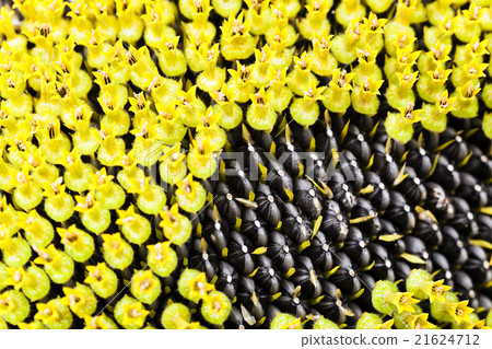 sunflower seeds. corolla sunflower seeds. corolla 21624712