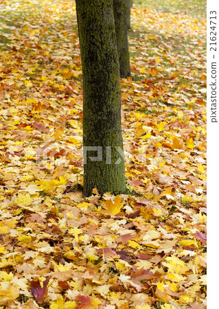 fallen leaves. Park. fallen leaves. Park. 21624713