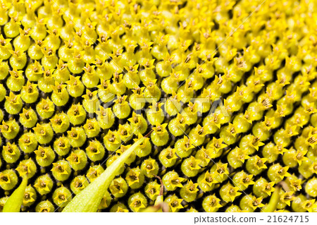 sunflower seeds. corolla sunflower seeds. corolla 21624715