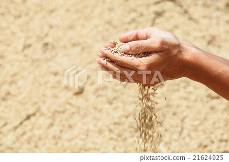 Handful of rough rice grains in human hands Handful of rough rice grains in human hands 21624925