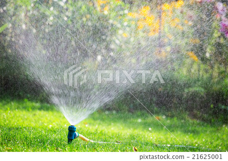 Sprinkler watering lawn in garden Sprinkler watering lawn in garden 21625001