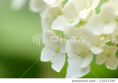 White hydrangea White hydrangea 21625340