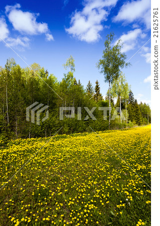 yellow dandelions . spring season 21625761