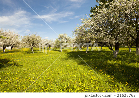 cherry . spring season cherry . spring season 21625762