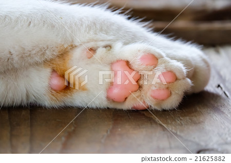 Cat paws sleeping Cat paws sleeping 21625882