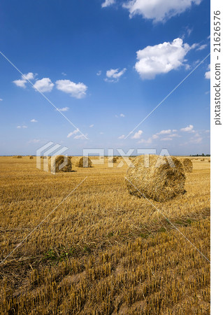 field after harvesting  21626576