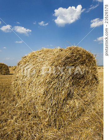 after harvesting cereal after harvesting cereal 21626578