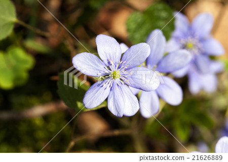 spring flowers .  forest 21626889