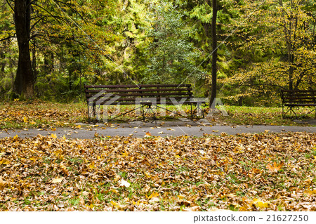 autumn forest . Belarus autumn forest . Belarus 21627250