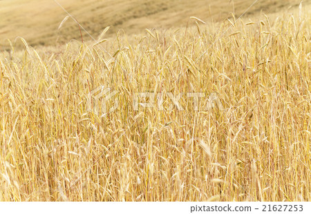 mature cereal . close-up   21627253