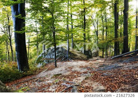 autumn forest Belarus autumn forest Belarus 21627326