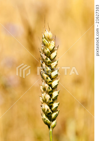 mature cereal  close-up   mature cereal  close-up   21627383