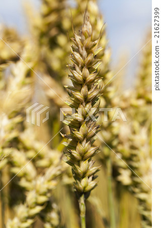 mature cereal . close-up   21627399