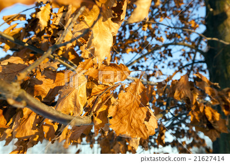yellow dry leaves   21627414