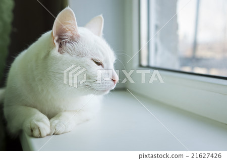 Drowsy cat on windowsill 21627426