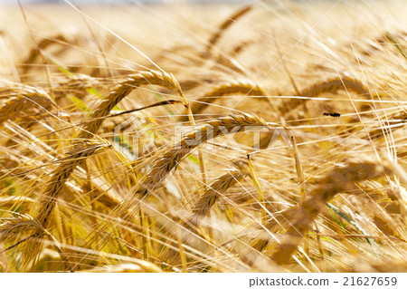mature cereal . close-up   21627659