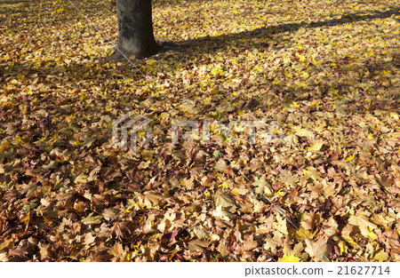 autumn forest  .  trees   21627714