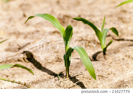 corn germ . close up corn germ . close up 21627770