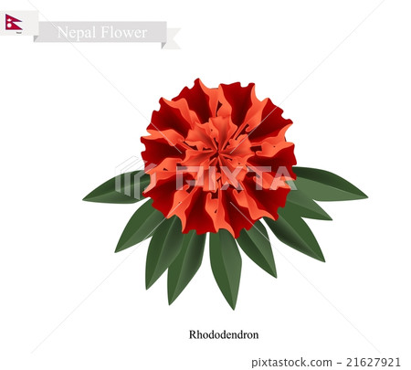 Tulip Flowers, The National Flower of Nepal 21627921