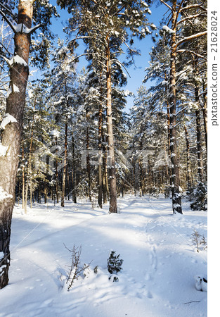pine trees covered with snow   21628024