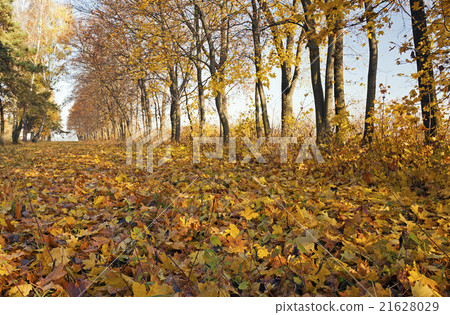autumn trees. Belarus 21628029