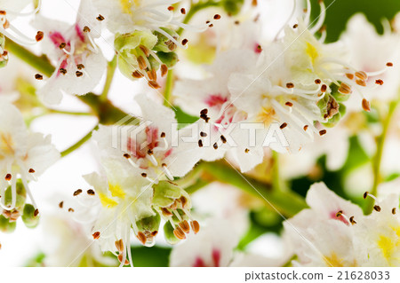 blooming chestnut tree blooming chestnut tree 21628033