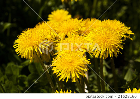 yellow dandelion flowers 21628166