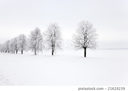 trees in the park  21628239