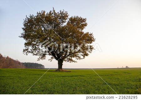 Oak autumn  season 21628295