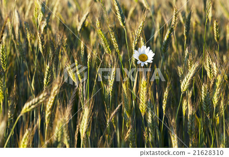 flowers in the field flowers in the field 21628310